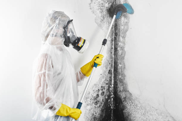 Best Mold Prevention Services  in China Grove, NC