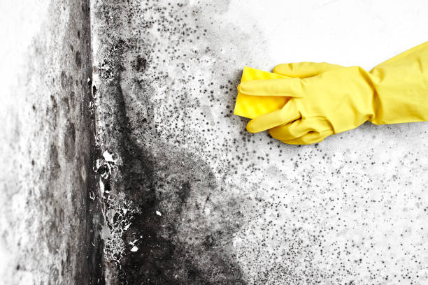 Best Mold Documentation for Insurance Claims  in China Grove, NC