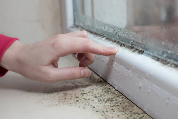 China Grove, NC Mold Removal Company